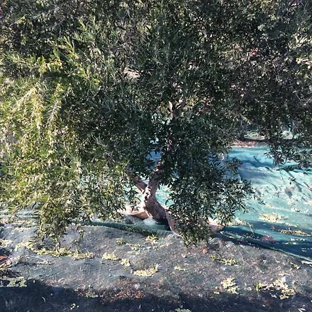 Fissi Agritourism Near The Sea Dom wakacyjny *